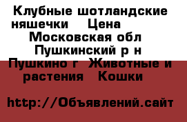 Клубные шотландские няшечки. › Цена ­ 6 000 - Московская обл., Пушкинский р-н, Пушкино г. Животные и растения » Кошки   